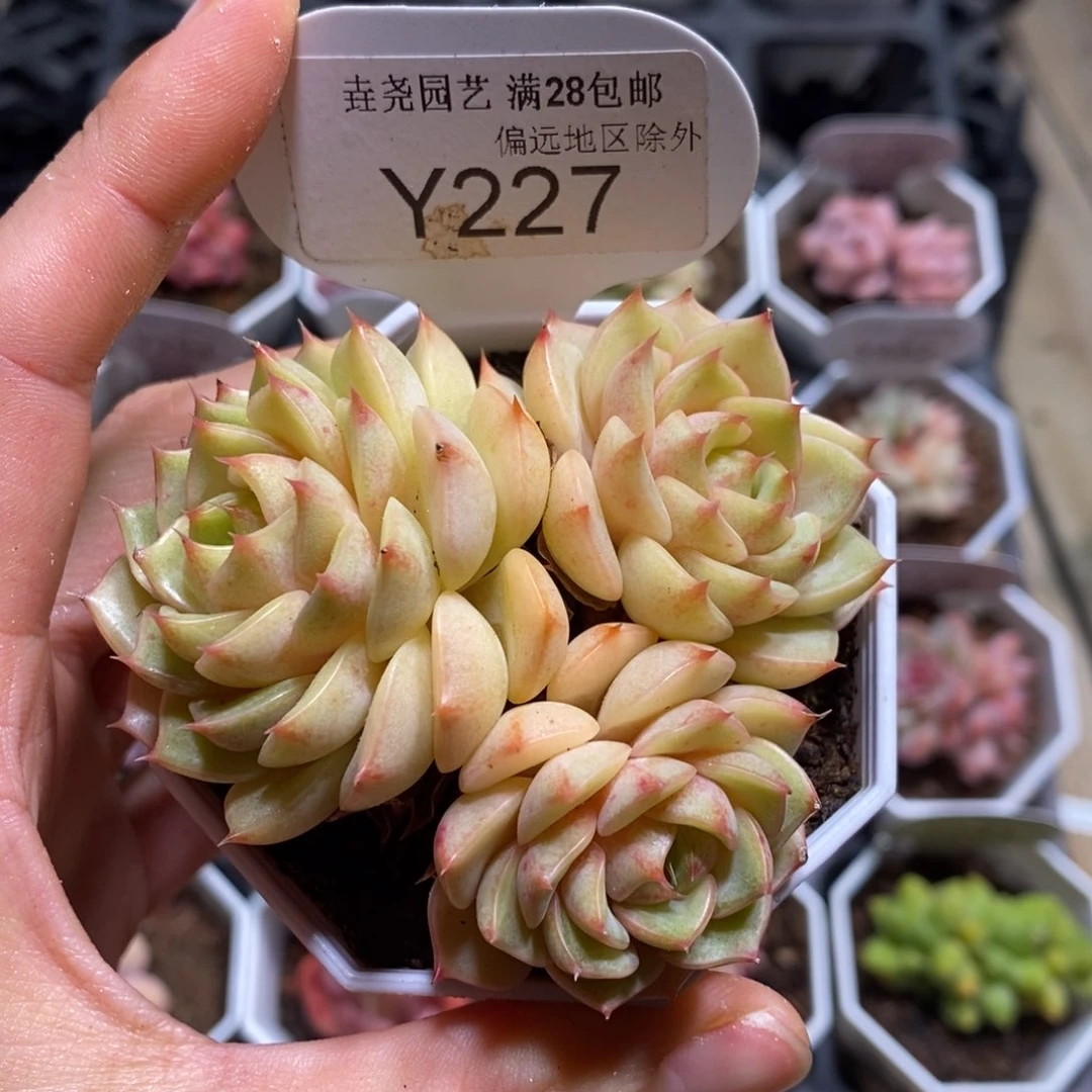 垚尧园艺一物一拍227苯巴蒂斯