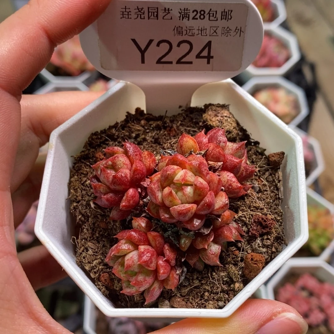 垚尧园艺224魔火5CM