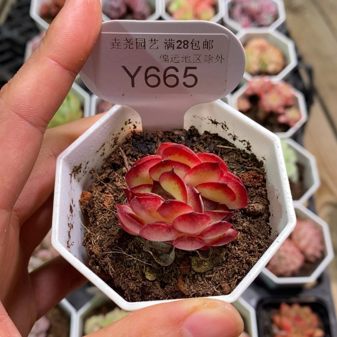 垚尧园艺665肉酱缀4CM