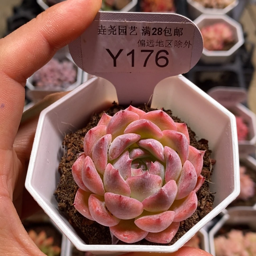 垚尧园艺176卡若琳4.5CM