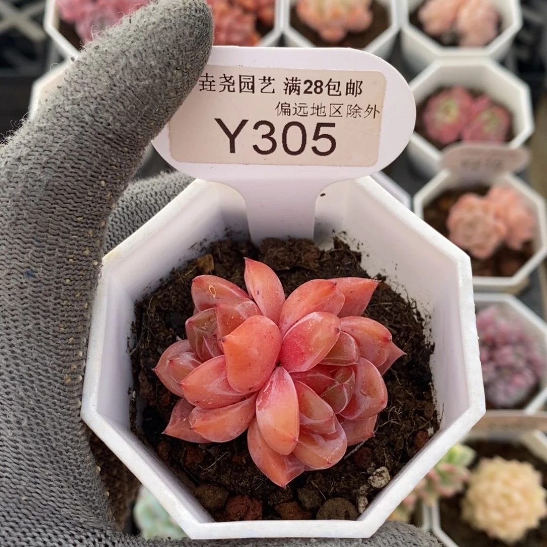 垚尧园艺305 Q橙4.5CM