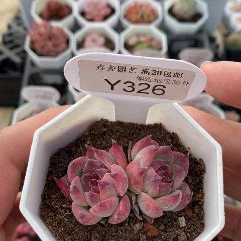 一物一拍 326 吉娃娃 5cm