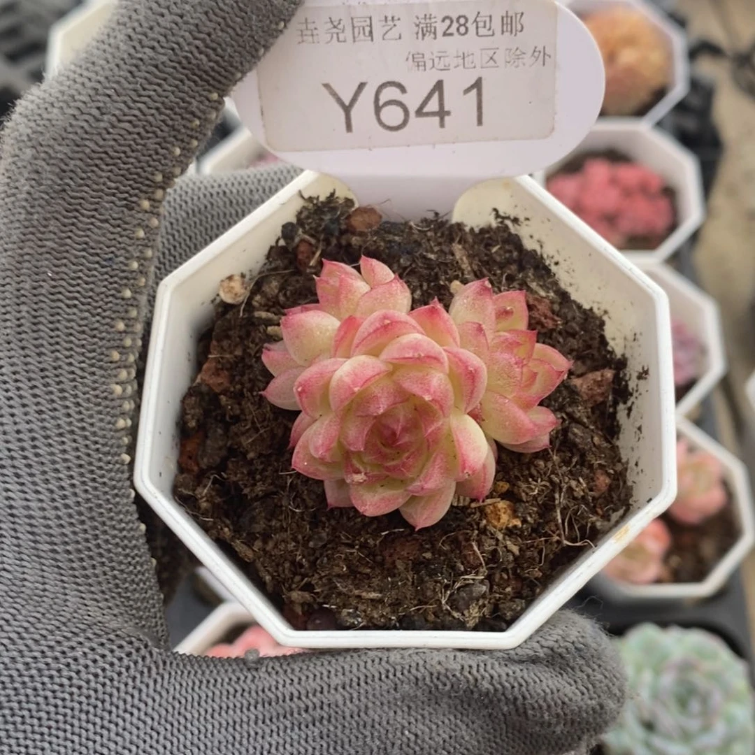 垚尧园艺641红女王3.5CM