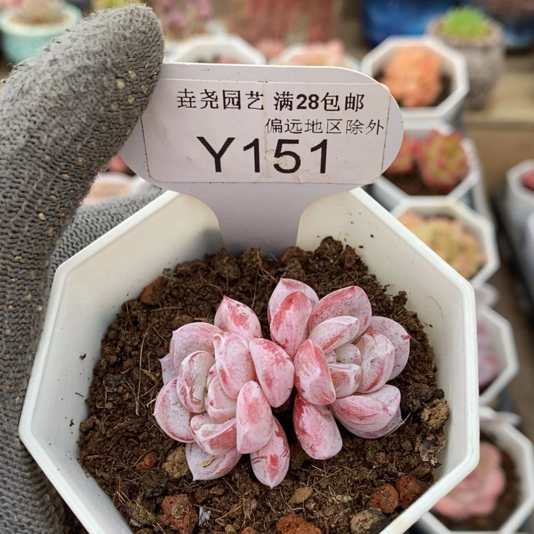 垚尧园艺151维特4CM