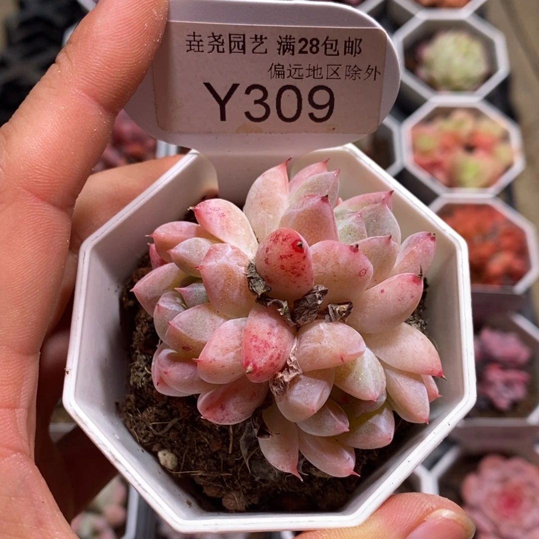 垚尧园艺309冰山5CM