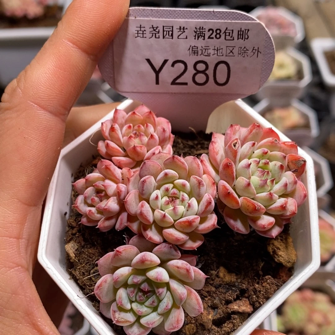 一物一拍280白姬莲6CM