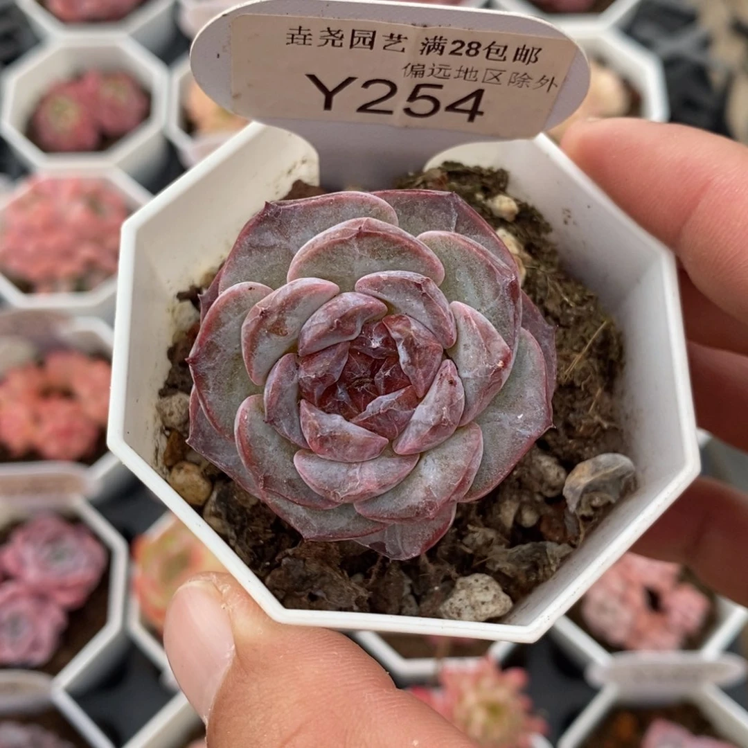 一物一拍 254 琉璃盏 4.5cm