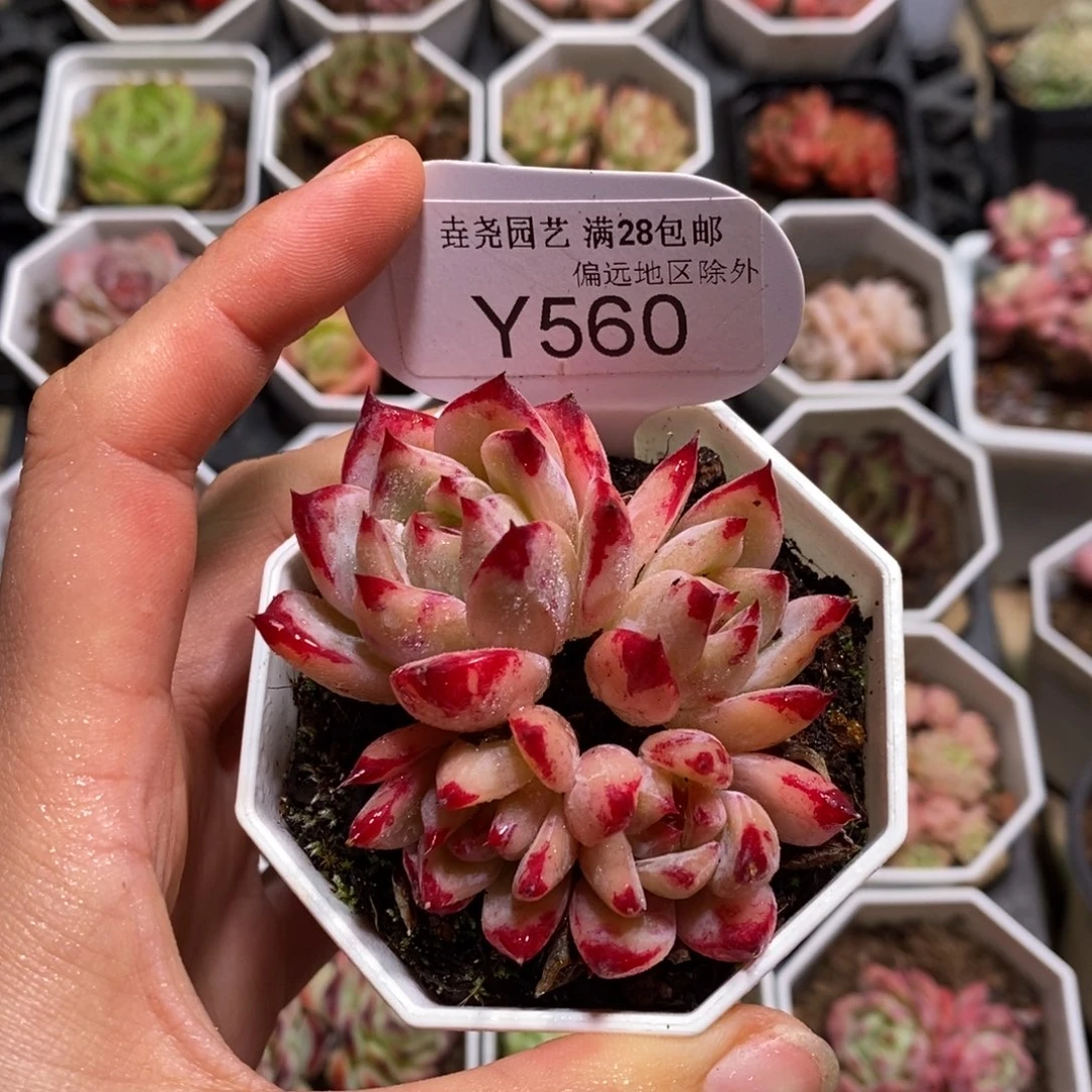 垚尧园艺560拉糖6CM