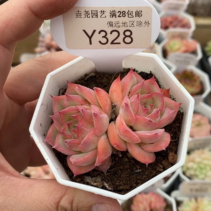 垚尧园艺侧影Y328 6.5cm