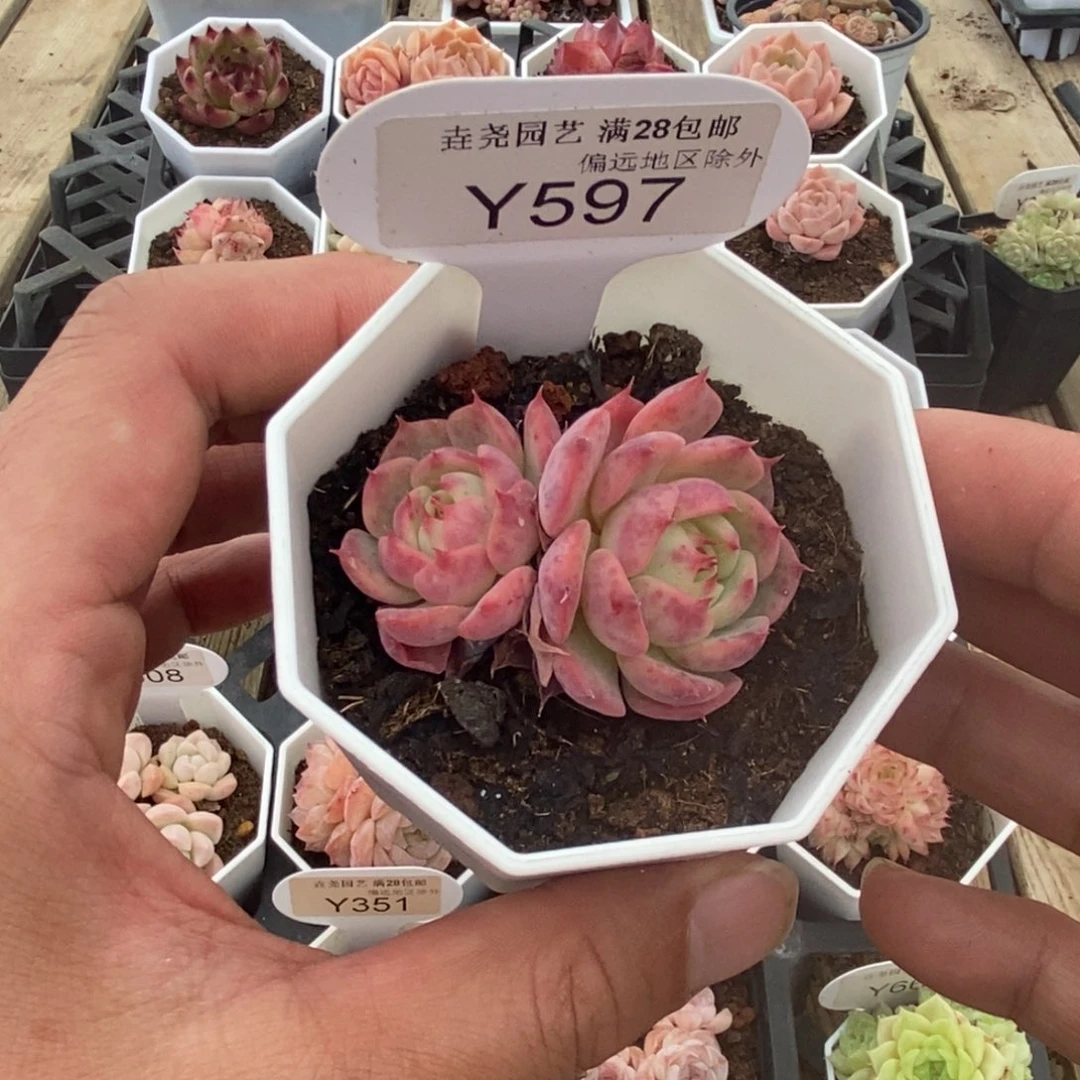 一物一拍 597 海棠花 5cm