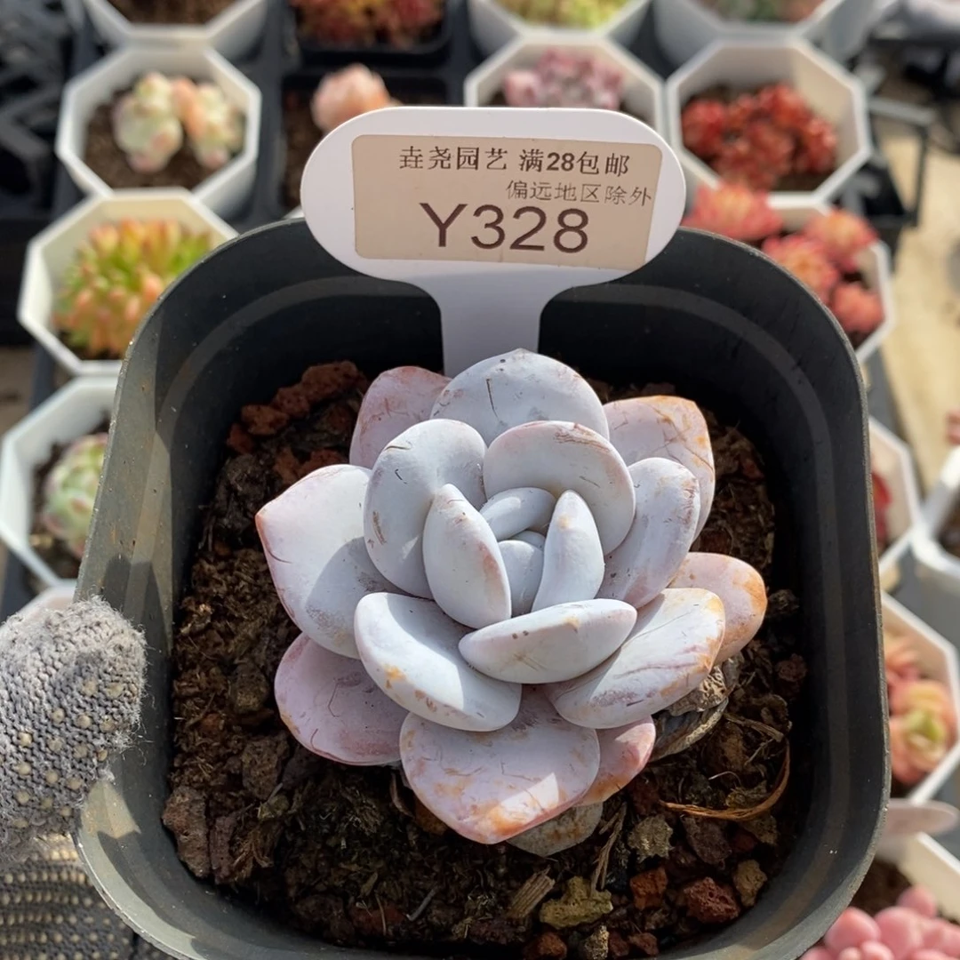 垚尧园艺328雪莲6.5CM