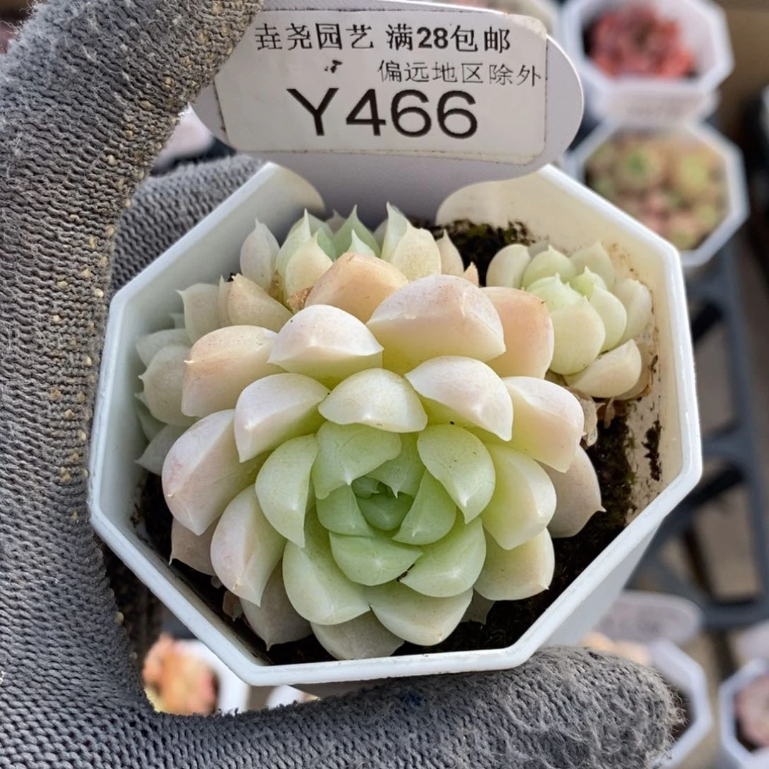 垚尧园艺一物一拍466白月影