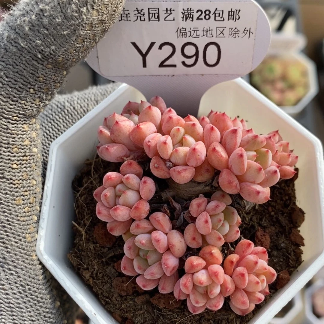 垚尧园艺一物一拍290可爱泡泡