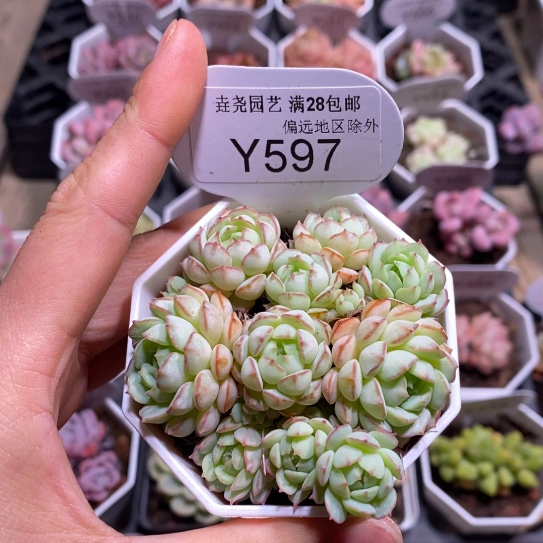 垚尧园艺一物一拍597小红船