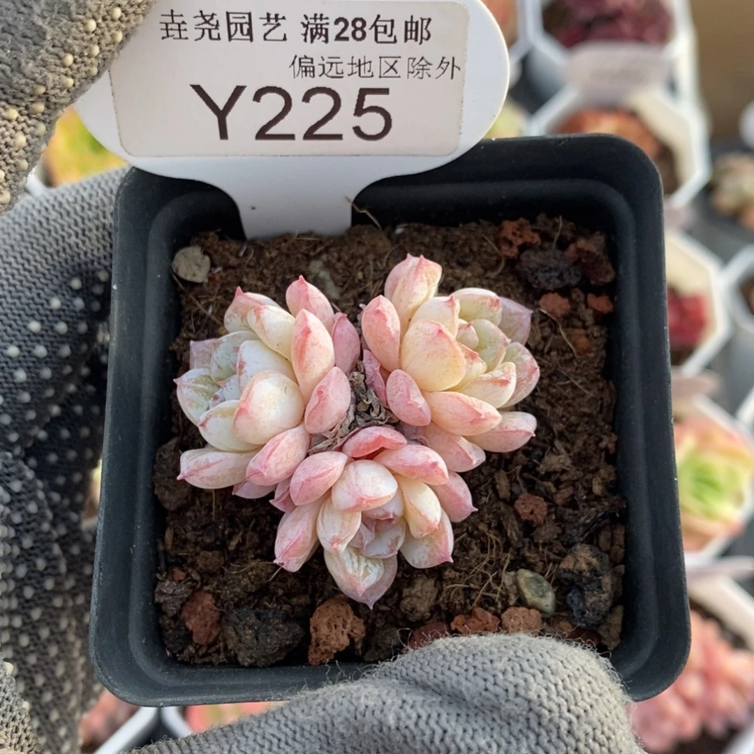 垚尧园艺一物一拍225雪颜