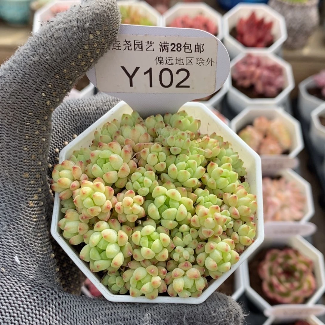 垚尧园艺102焦糖精灵7CM