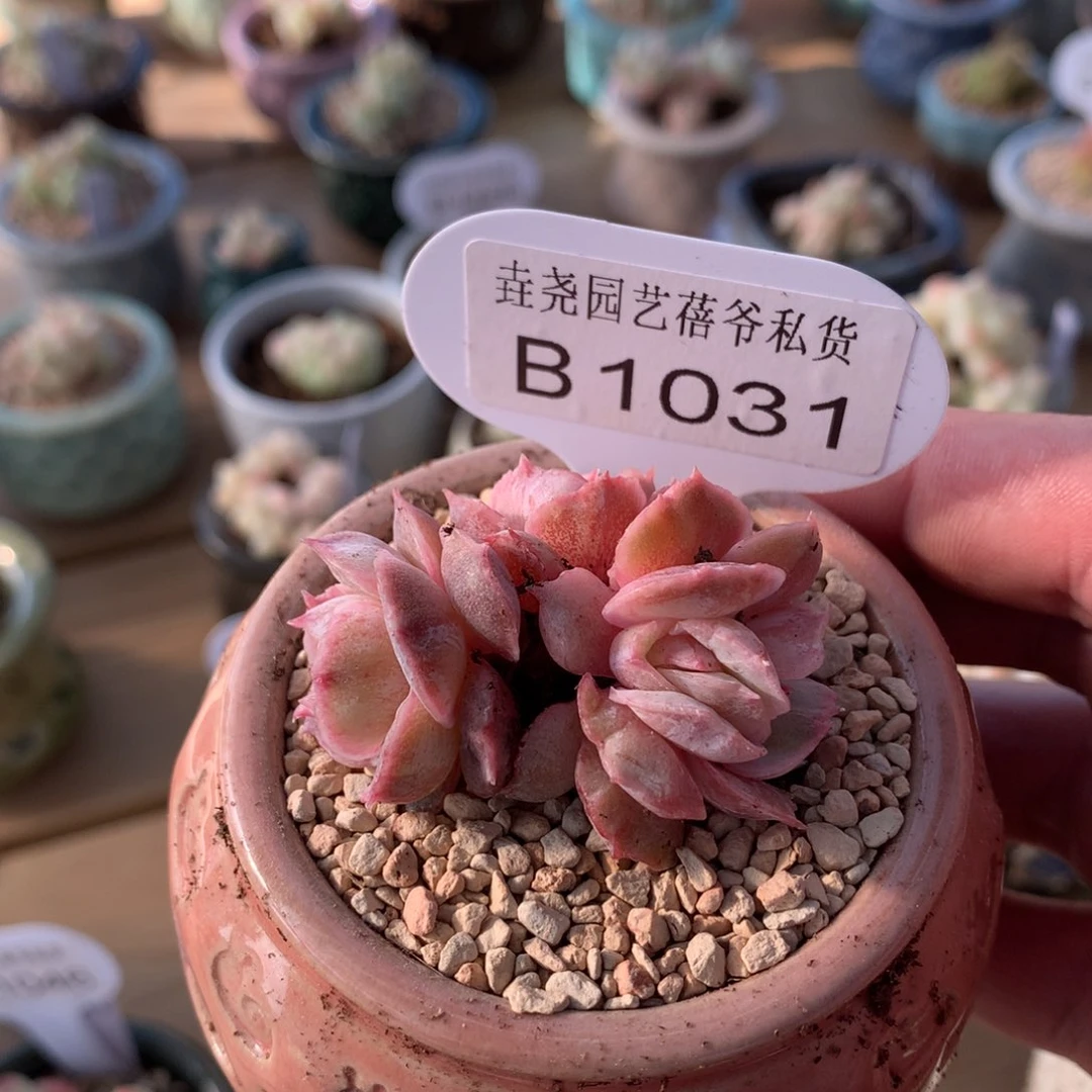 一物一拍 不含盆 B1031 昂斯诺石化 4.5cm