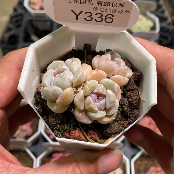 一物一拍 336 汉堡 5cm