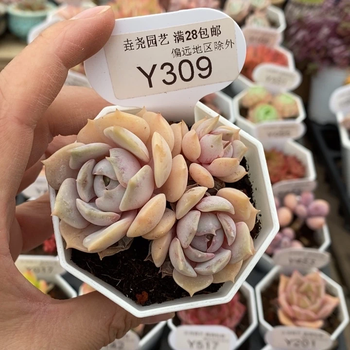 垚尧园艺雪域Y309  7cm专