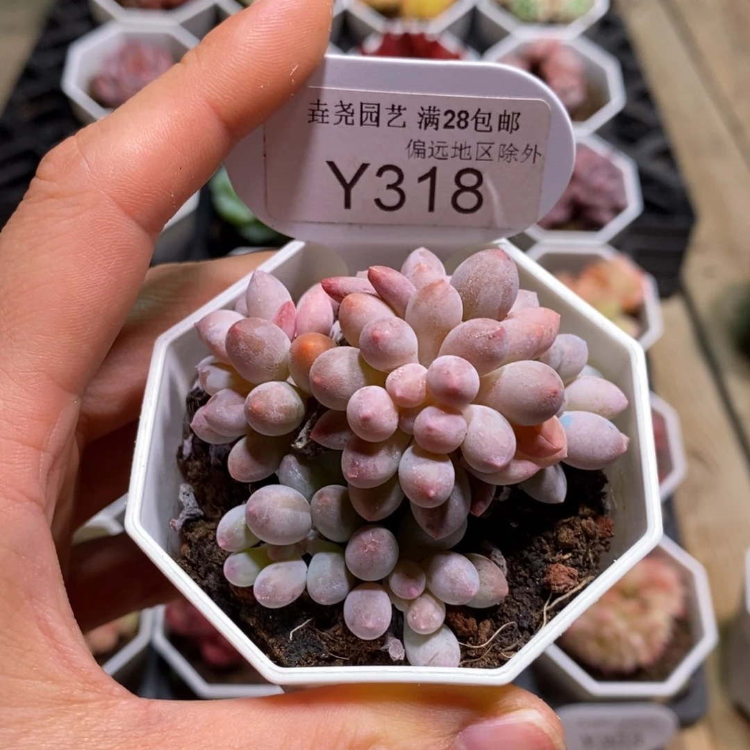 一物一拍318婴儿手指6.5CM