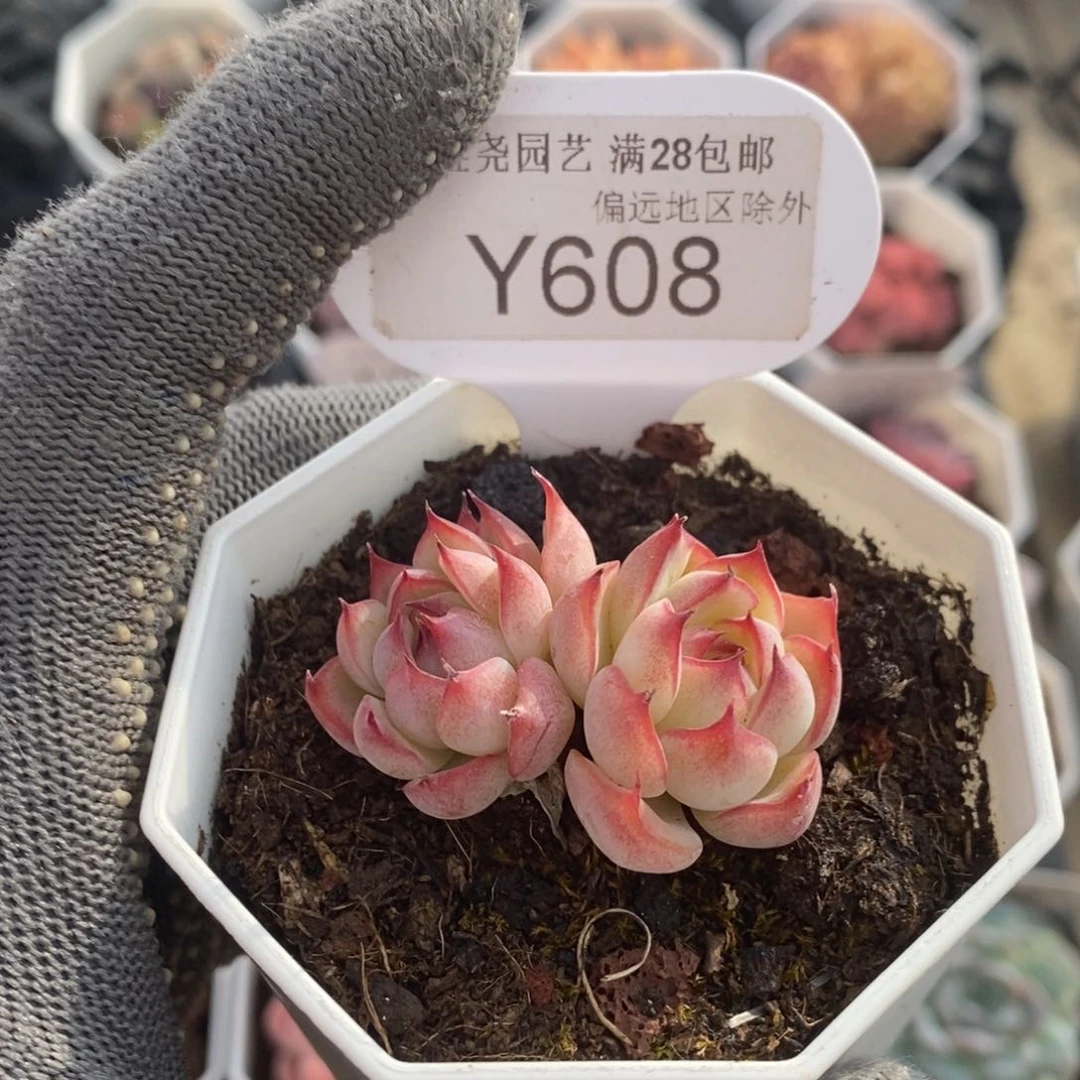 垚尧园艺608勾魂仙子4CM