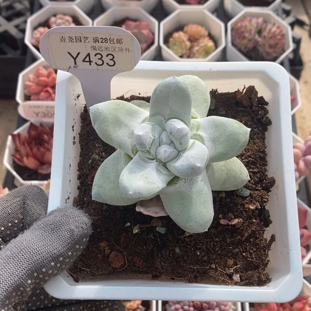 垚尧园艺433拇指7CM