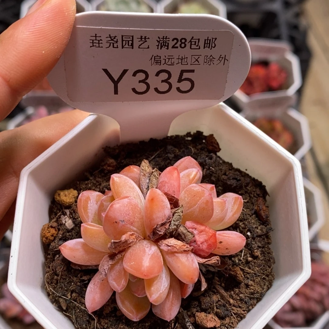 垚尧园艺一物一拍335全明星