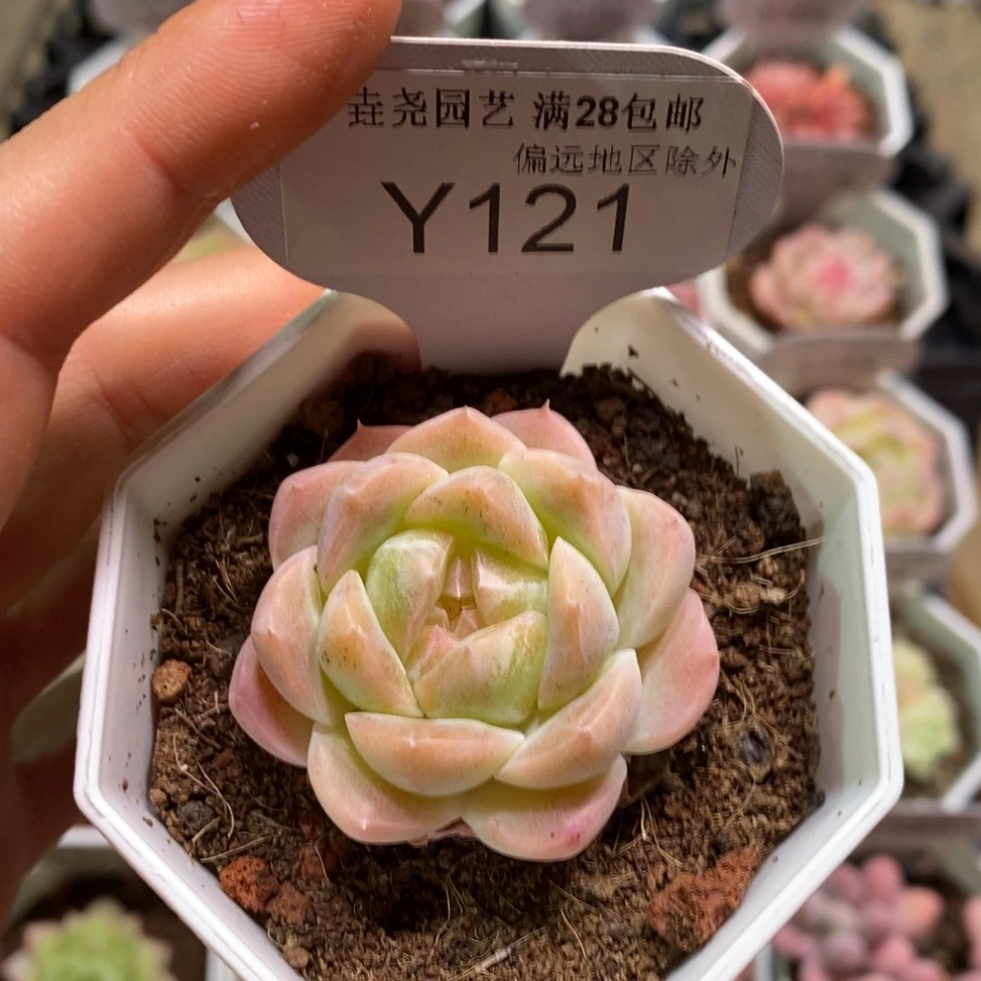 垚尧园艺一物一拍121白桃汽水