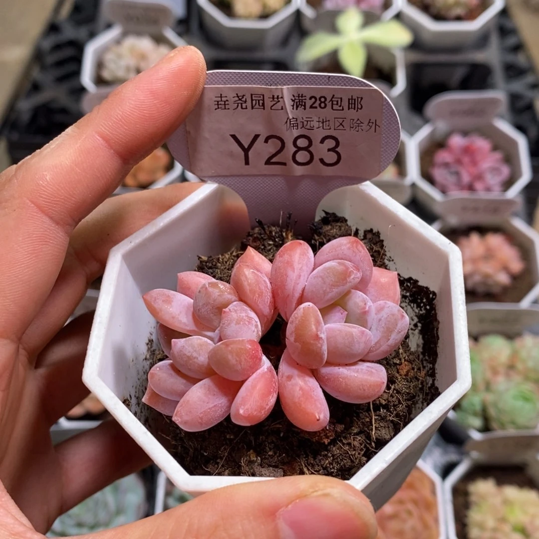 垚尧园艺283OP冰玉4.5CM