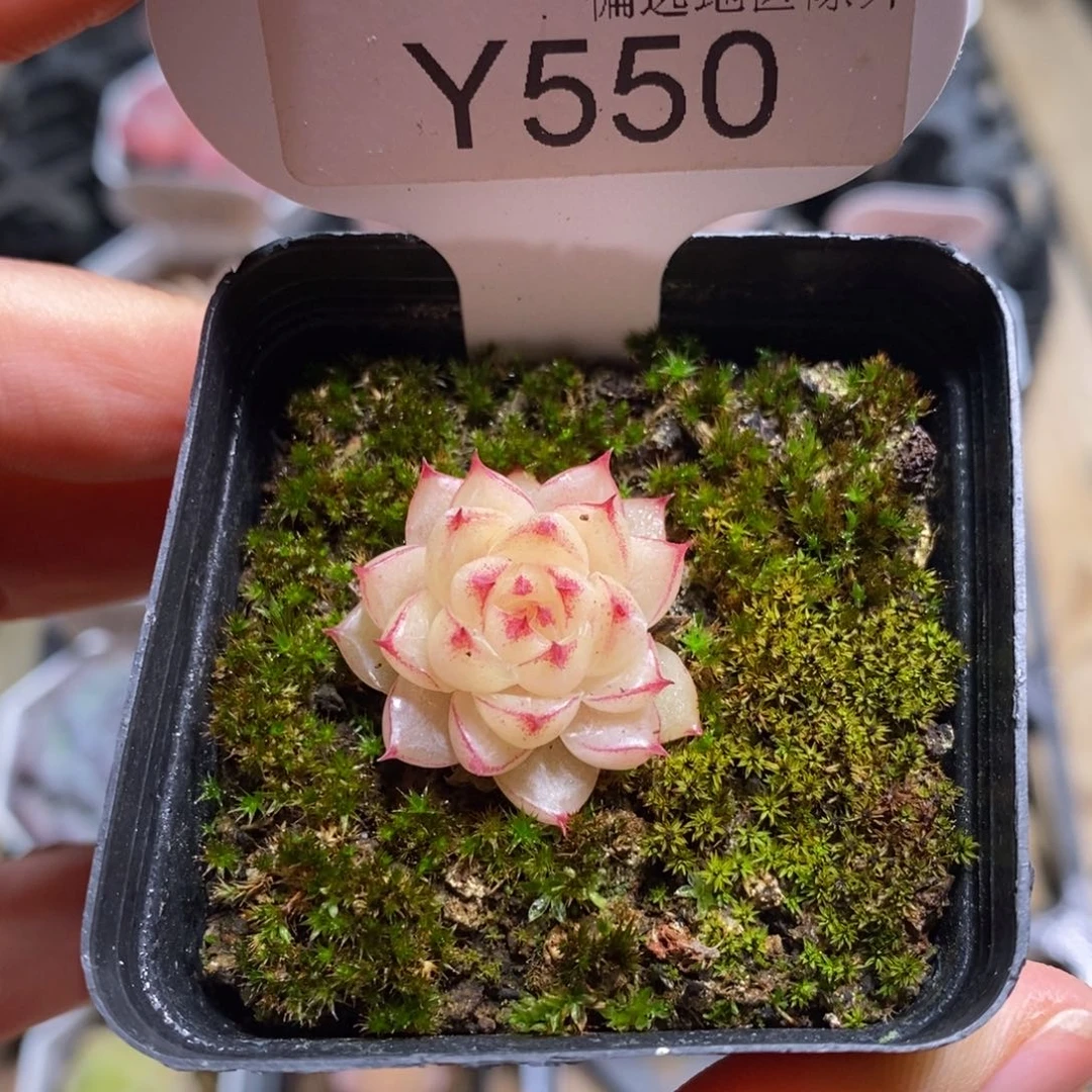 垚尧园艺550麦秆2CM