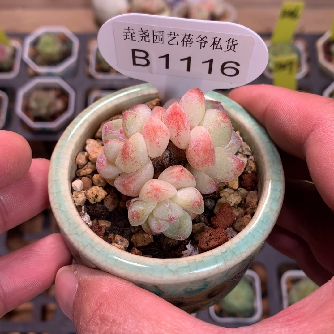 一物一拍 不含盆B1116  冰玉 4cm