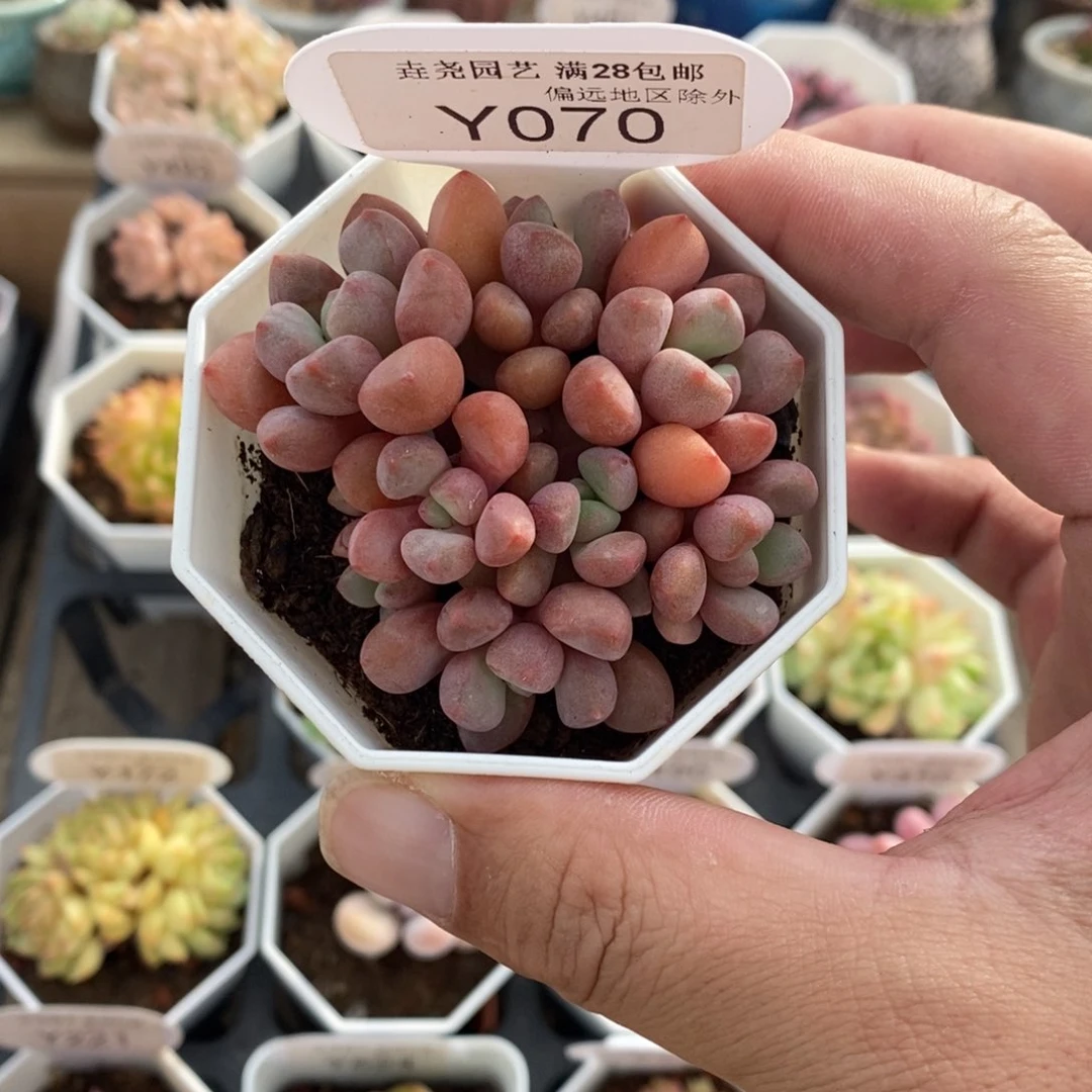 一物一拍 070 熊猫眼 6.5cm