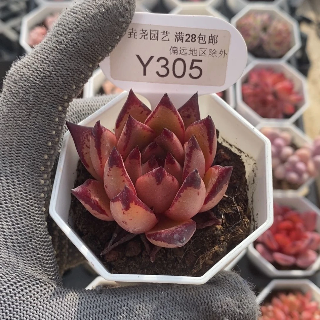 垚尧园艺305血罗5CM