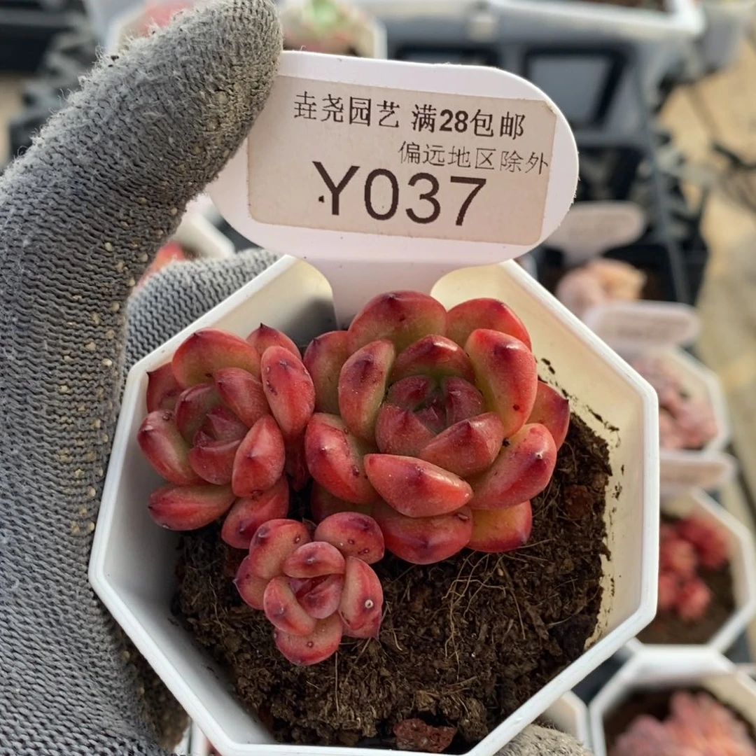 垚尧园艺037TM 5CM