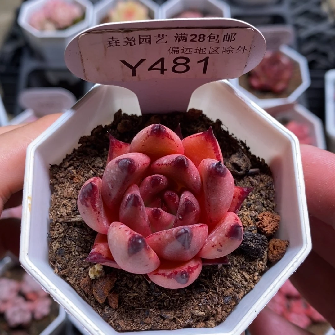 一物一拍 481 血罗 4cm