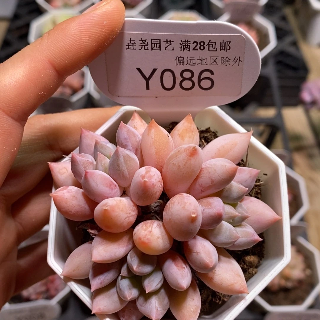 垚尧园艺一物一拍086所罗门