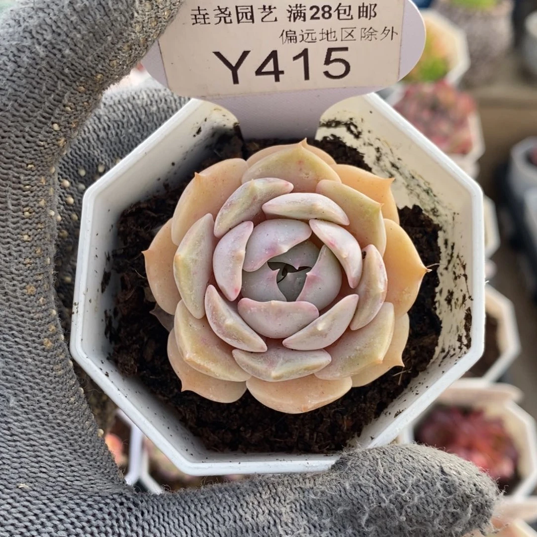 垚尧园艺415雪域4.5CM