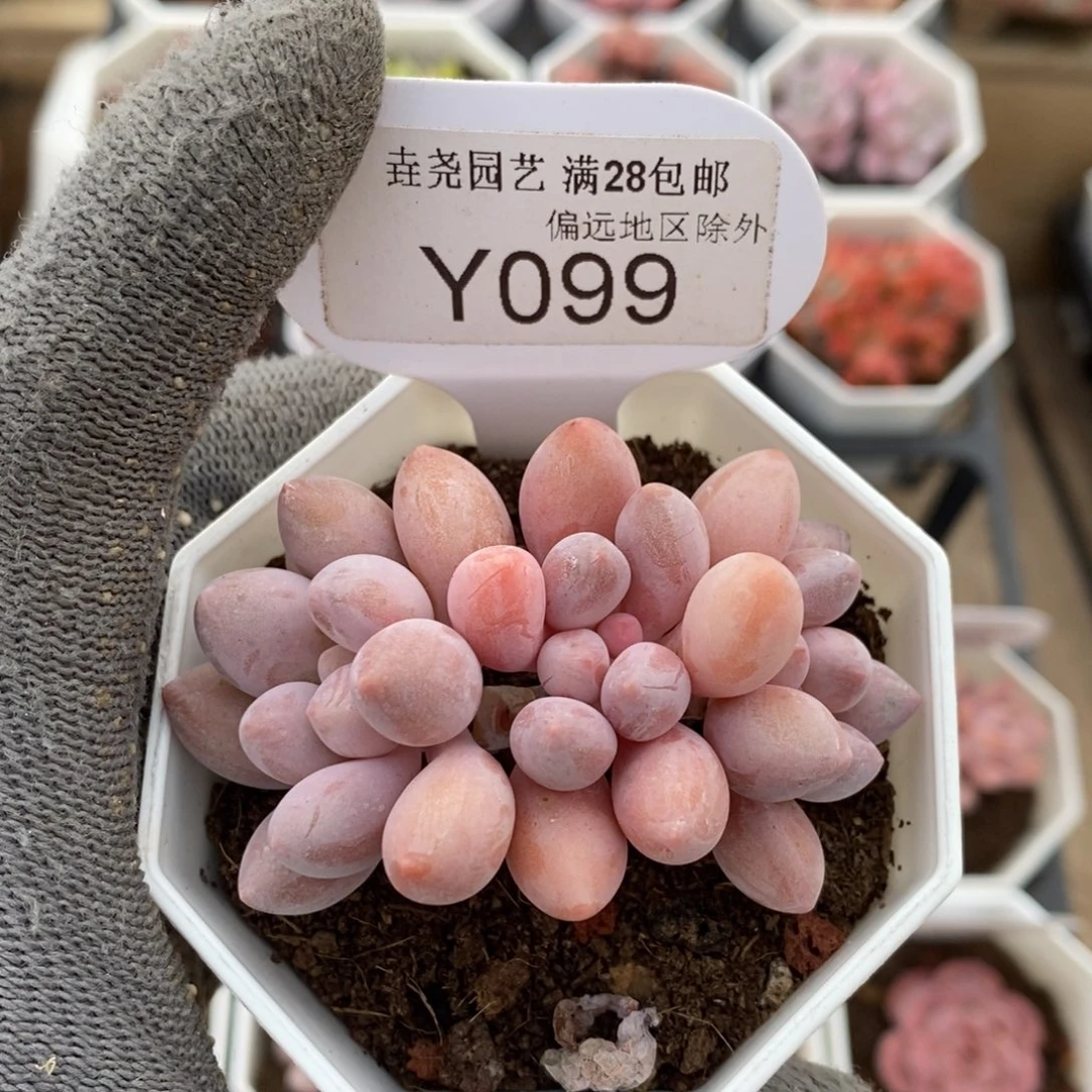 一物一拍099粉色恋人6.5CM