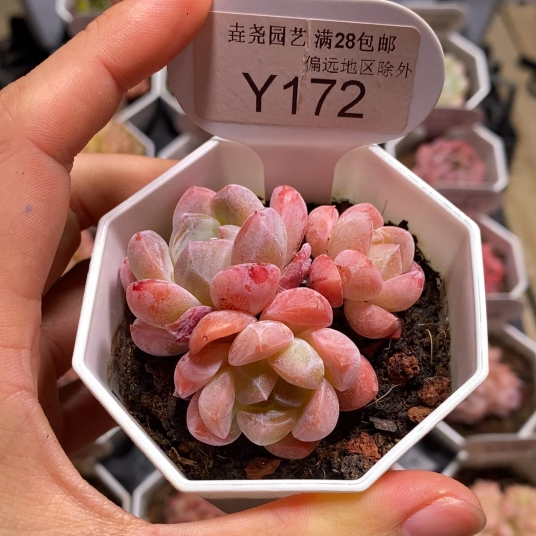 垚尧园艺172幻梦6CM