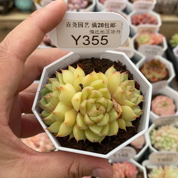 黄金苯巴Y355 7cm