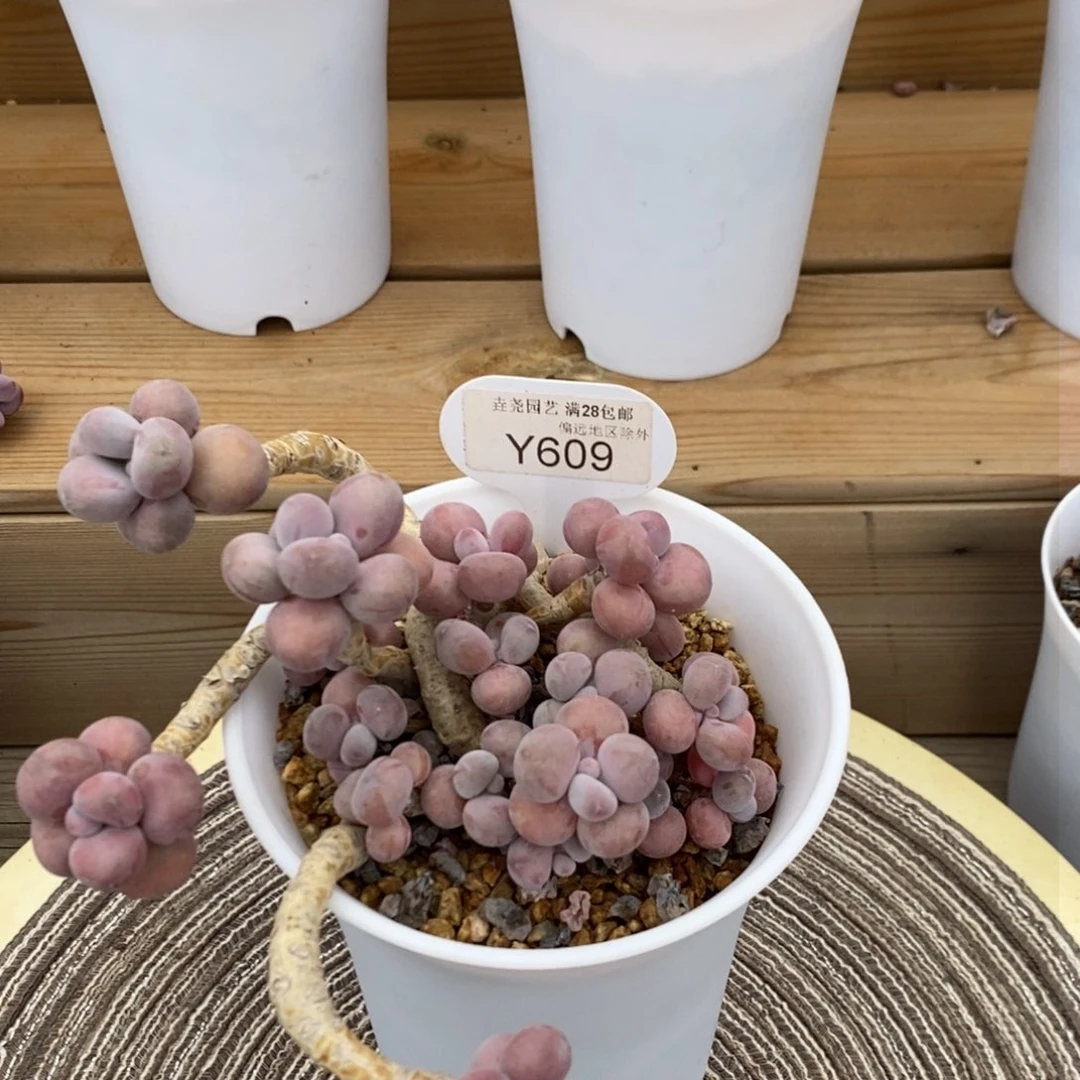 垚尧园艺609桃蛋 13CM