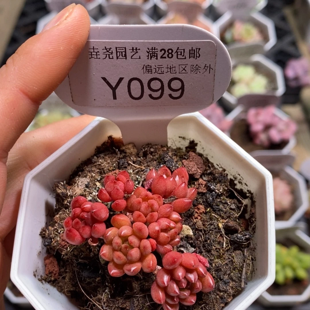垚尧园艺一物一拍099红宝石