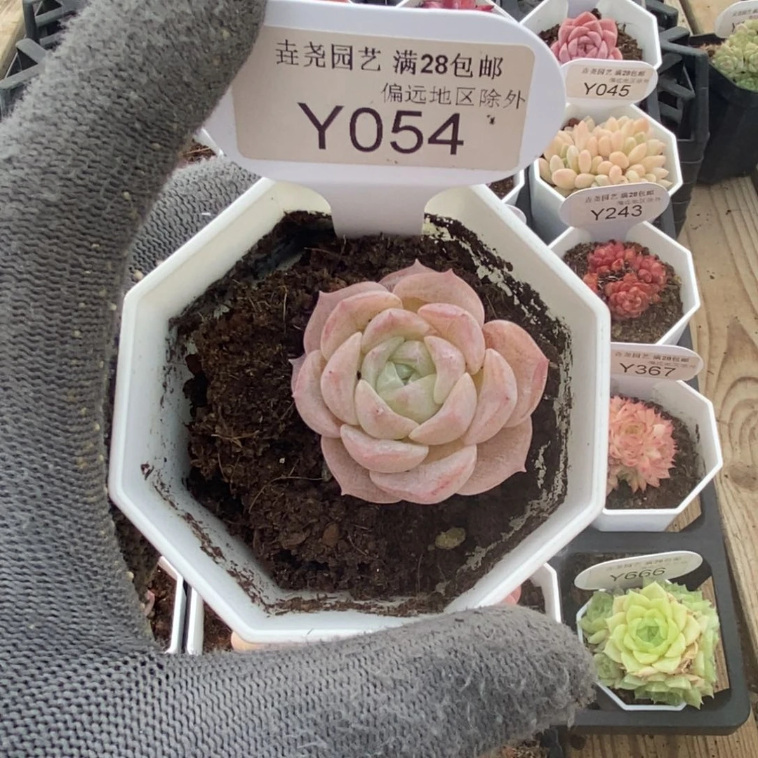 垚尧园艺054冰贵妃4CM