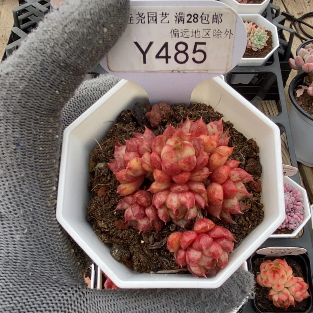 垚尧园艺485魔火5CM