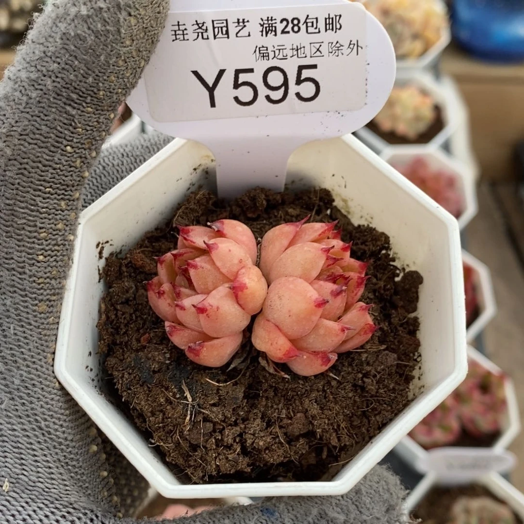 垚尧园艺一物一拍595青椒