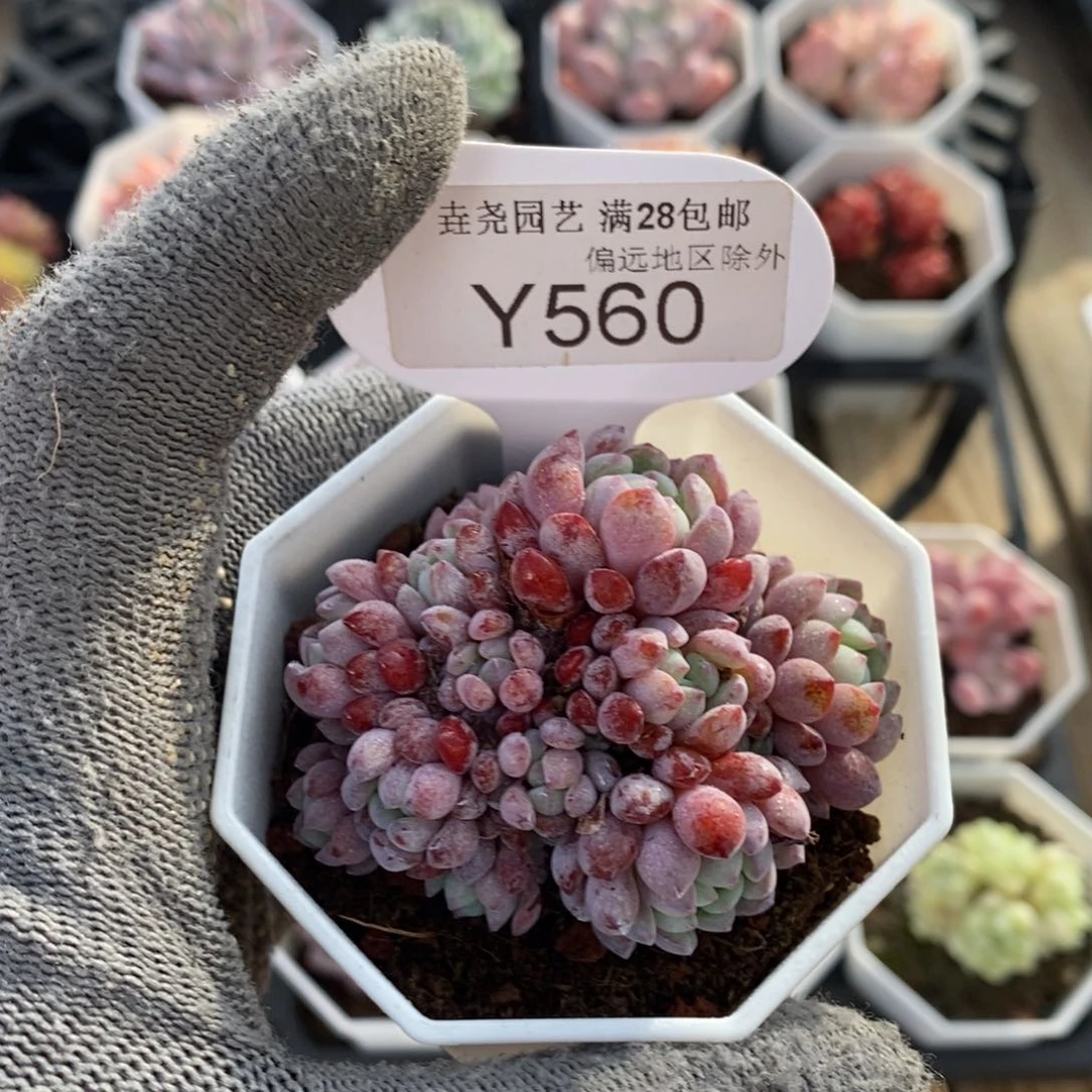 垚尧园艺560娜娅小精灵 6CM
