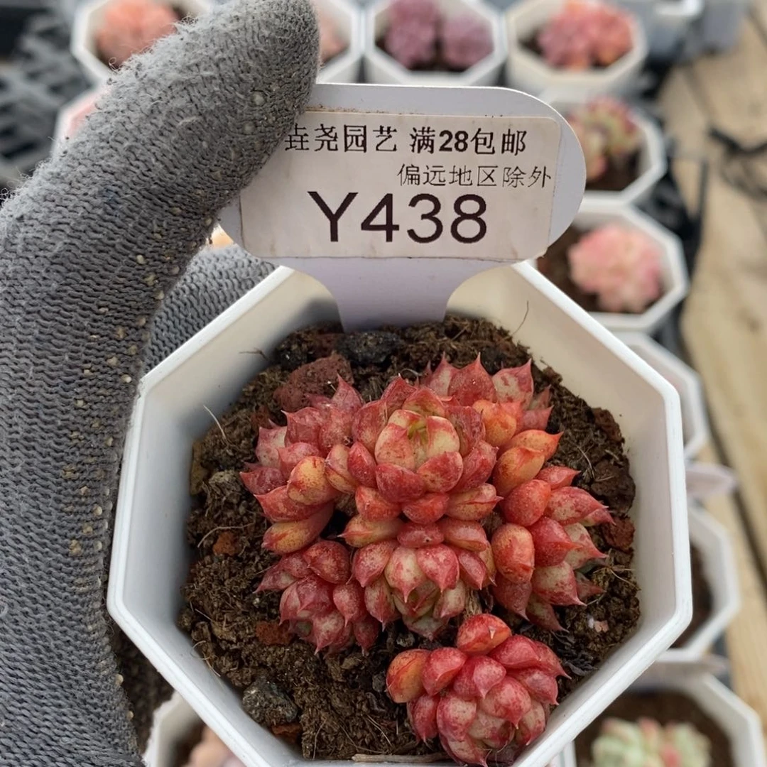 垚尧园艺438魔火5CM