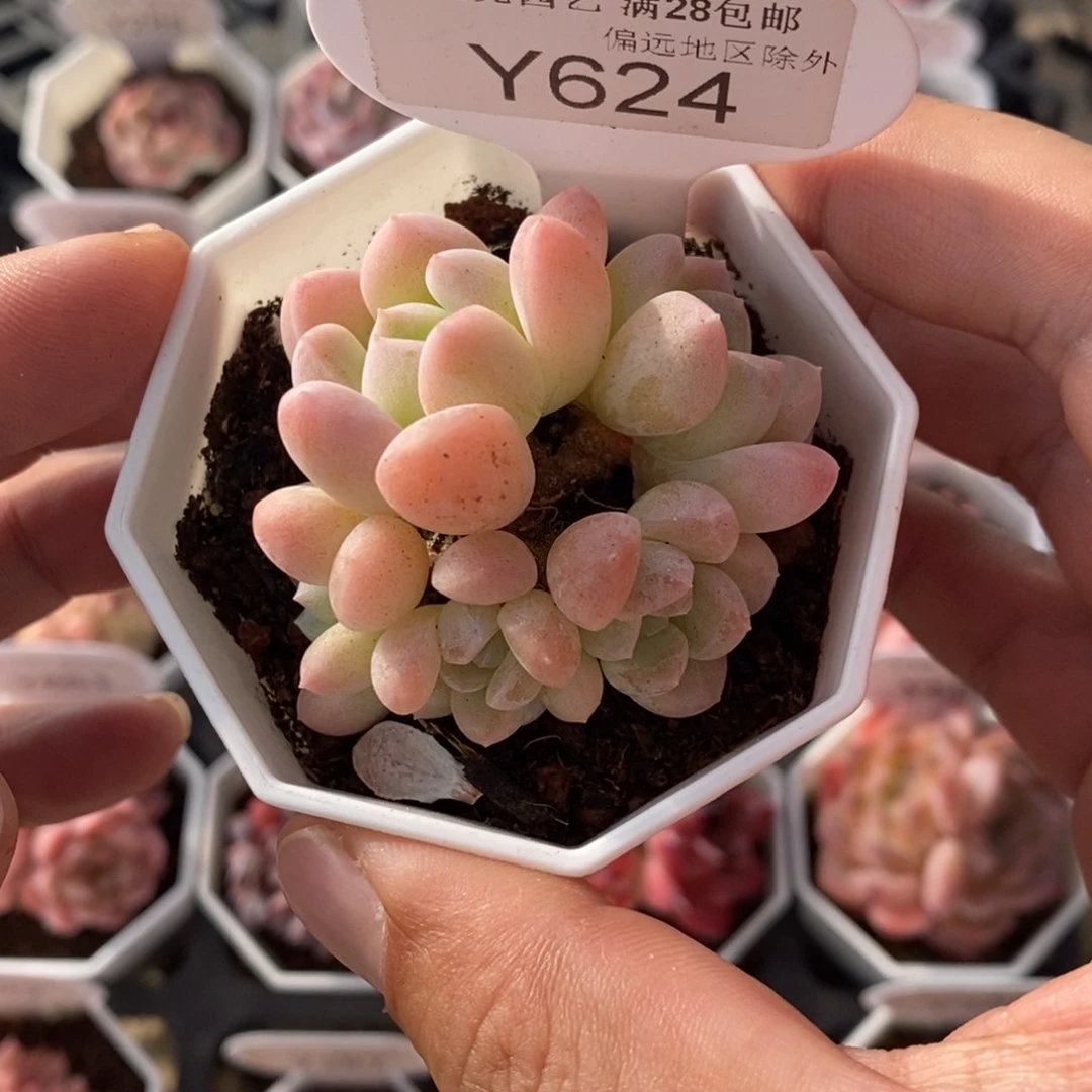 一物一拍 624 奶糖 5cm