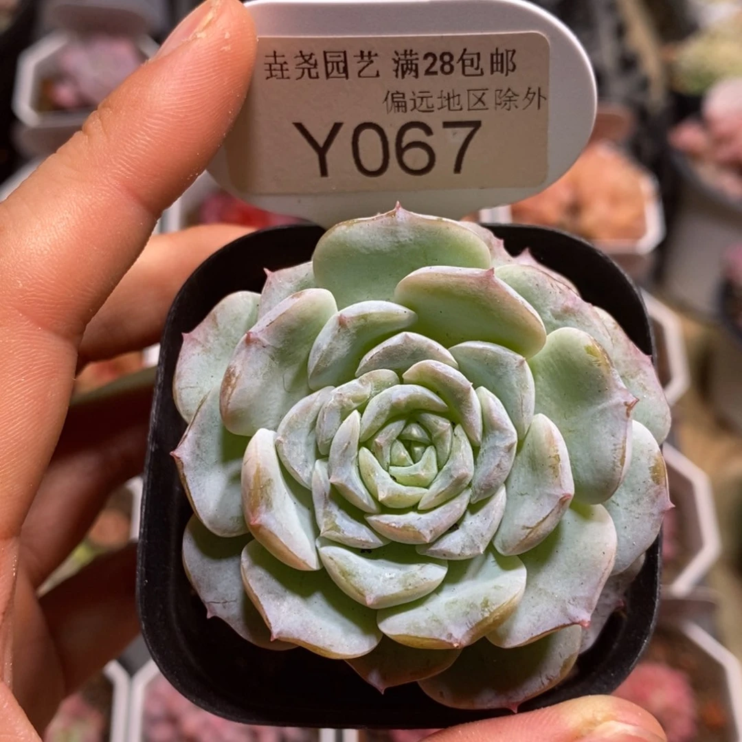 垚尧园艺067醉冰5CM