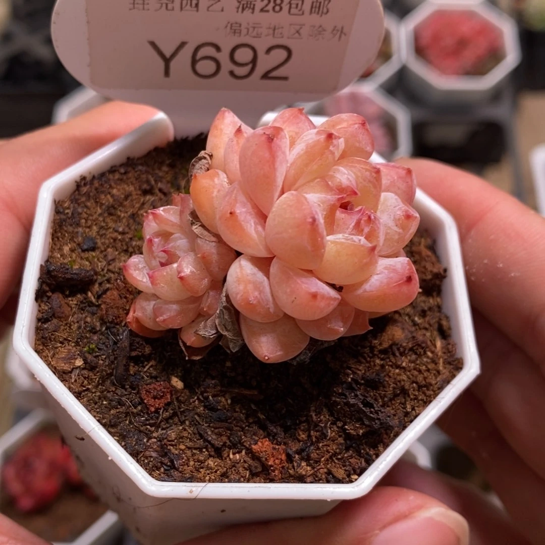 一物一拍 692 冰葡萄 4.5cm